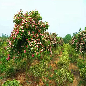 Cây Hoa Đại Cát - cây cảnh đẹp + tặng phân bón cho cây