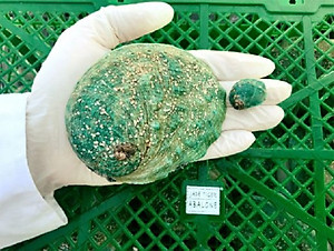 HCM - Bào ngư  cao cấp  Úc-  Jade Tiger Abalone 500g