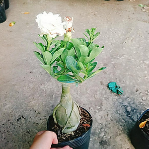 Cây Sứ Thái Kép Hoa Trắng - cây cảnh để bàn + tặng phân bón cho cây