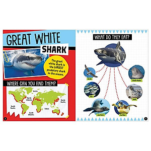 Sharks And Other Creatures Of The Deep