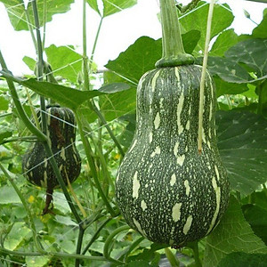 Hạt Giống Bí Đỏ Hạt Đậu Lai F1 Rado 35