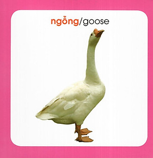 Từ Điển Hình Ảnh Cho Bé: Động Vật (Tái Bản 2019)