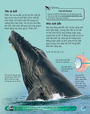 Sách Bách Khoa Tri Thức Về Khám Phá Thế Giới Cho Trẻ Em - Cá Voi Và Cá Heo (Tái Bản 2018)