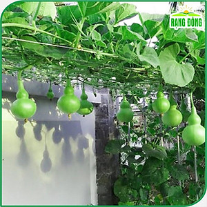 Hạt giống Bầu Hồ Lô - Hạt giống Rạng Đông