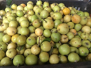 Đặc Sản Kon Tum - Trái Sơn Tra Táo Mèo Khô Hiệu Đặc Sản Và Dược Liệu Kon Tum (1Kg) - OCOP 3 Sao