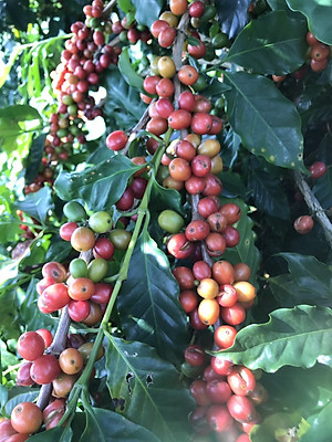 Cà Phê Nguyên Chất Baka - Espresso (Bì 500g)