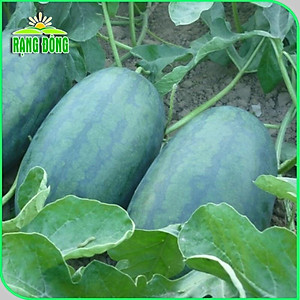 Hạt giống Dưa Hấu Rado 331 (10 hạt) trái to, dài, ruột đỏ, ngọt, kháng sâu bệnh, trồng quanh năm - Hạt giống Rạng Đông