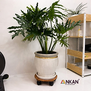 Đế Lót Chậu Cây ANKAN Có Bánh Xe - Gỗ Tràm Mặt Tròn 30cm, Tải Trọng 60kg - Màu Vàng