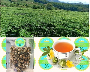 Đặc Sản Kon Tum - Khổ qua rừng nguyên trái hỗ trợ tiểu đường hiệu quả - OCOP 3 Sao