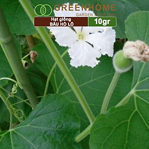 Hạt Giống Bầu Hồ Lô Greenhome, Gói 1g, Dễ Trồng Quanh Năm, Nảy Mầm Cao, Thu Hoạch Nhanh, Năng Suất Cao T11