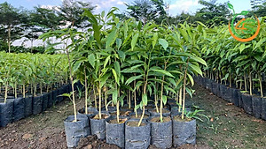 cây giống Trầm Hương (dó bầu) f1 thuần chủng