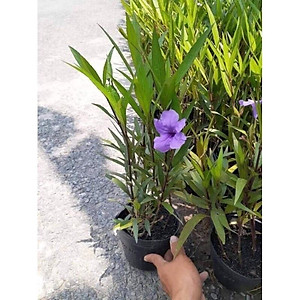 Hoa Chiều Tím - cây cảnh vườn + tặng phân bón cho cây