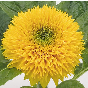 Hạt giống Hoa Hướng Dương cánh kép thân lùn VTP99