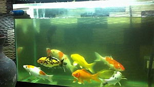 Đèn UV hồ cá diệt khuẩn, diệt tảo, rêu trong 7 ngày công suất 20W, 30W, 40W, 60W cao cấp cho hồ cá lớn, bể cá ngoài trời