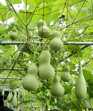 Hạt giống bầu Hồ Lô giống khỏe kháng bệnh năng suất cao VTP02