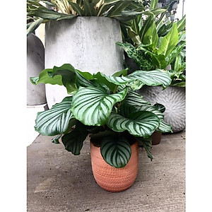 Cây đuôi công táo - cây cảnh để bàn + tặng phân bón cho cây