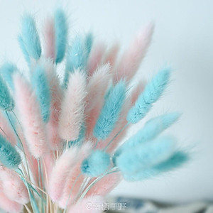 Cỏ Đuôi Thỏ Cỏ Khô Decor Trang Trí Để Bàn - 10 Bông