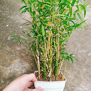 Cây Trúc Quan Âm - Trúc Phật Bà - Cây trúc đùi gà - cây tre đùi ếch