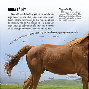 Sách Bách khoa thư cho cả nhà - Thế giới chim muông bằng tranh