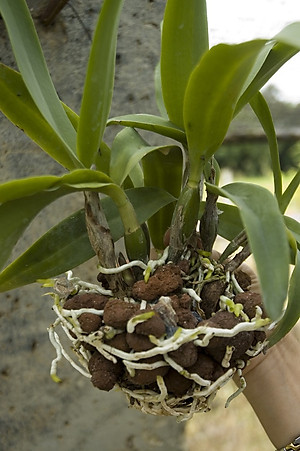 Viên đất sét nung (sỏi nhẹ leca / keramite) popper trồng xương rồng,sen đá, thủy canh, lọc nước THAILAND - 1 lít