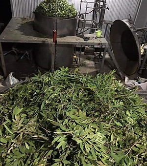 Tinh dầu Tràm Huế (Tràm Gió) nguyên chất từ  thiên nhiên, Xuất khẩu thị trường Mỹ, An Toàn Cho Bé, Xông Phòng, Khử Mùi, Kháng Khuẩn, Đuổi Muỗi, Giải Cảm - KingOil