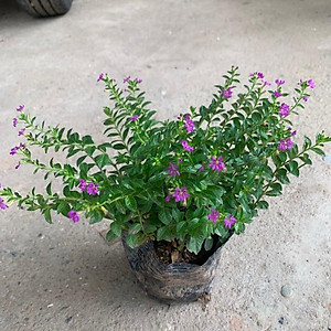  Cây cẩm tú mai nhiều thân nhánh xum xuê phù hợp trồng trang trí  cảnh quan, sân vườn và công viên