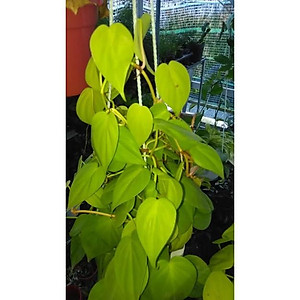 Cây Trầu Bà Tim Vàng - cây cảnh để trong nhà + tặng phân bón cho cây