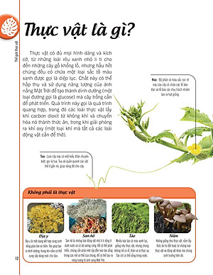 Bách Khoa Thư Về Thế Giới Thực Vật - Cây, Lá, Hoa Và Hạt