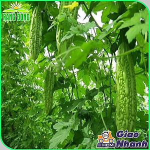 Hạt giống Khổ Qua Mỡ Trái Dài Chịu Nhiệt Tốt, Sinh Trưởng Khỏe, Trồng Quanh Năm (gói 2 gram) - Hạt giống Rạng Đông
