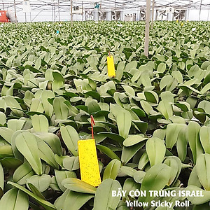 50 Miếng Dính Vàng Côn Trùng nhập khẩu Israel (Sticky Yellow Rol ngang 18cm x 22cm, 2 mặt keo) là keo dính sinh học màu vàng dùng bẫy hiệu quả Ruồi các loại, Bọ Phấn, Bọ Trĩ, Bướm và côn trùng khác…