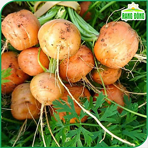 Hạt giống Cà Rốt Tròn, Cà Rốt trồng chậu - Hạt giống Rạng Đông