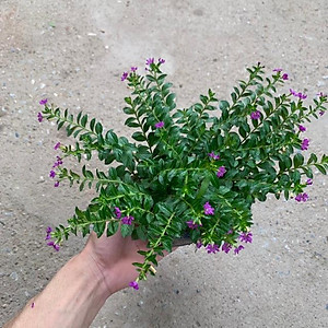  Cây cẩm tú mai nhiều thân nhánh xum xuê phù hợp trồng trang trí  cảnh quan, sân vườn và công viên