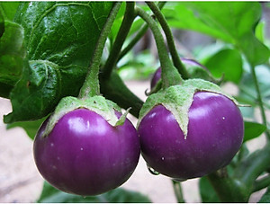 Hạt giống cà phao tím F1 cao sản năng suất cao VTS48