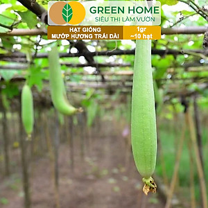 Hạt Giống Mướp Hương Greenhome, Gói 1gr~10 Hạt, Dễ Trồng Quanh Năm, Nảy Mầm Cao, Thu Hoạch Nhanh, Năng Suất Cao T16