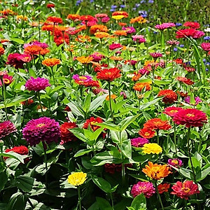 Hạt giống hoa cúc ngũ sắc Zinnia VTP73