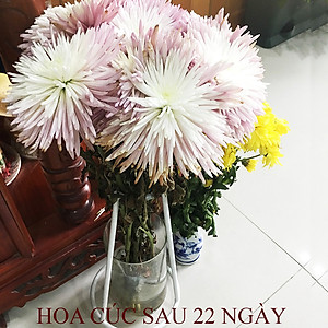 HỘP DƯỠNG HOA TƯƠI LÂU DÀNH SHOP HOA LOẠI 1 KG