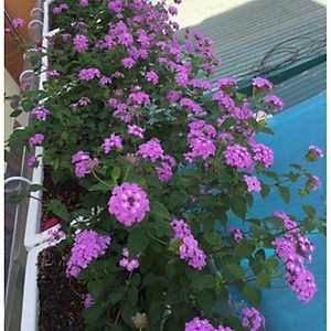 Cây Hoa Trâm Ổi Tím - Cây cảnh vườn + Tặng phân bón cho cây mau lớn