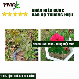 Giá Thể Trồng Cây PMP Siêu Giá Thể Bã Mía SUMI, Chuyên Dụng Cho Trồng Hoa Hồng, Hoa Lan, Rau Sạch (250g - 2dm3)