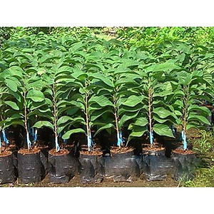 Cây cà na thái giống - Cà na tứ quý - cây ăn quả + tặng phân bón cho cây