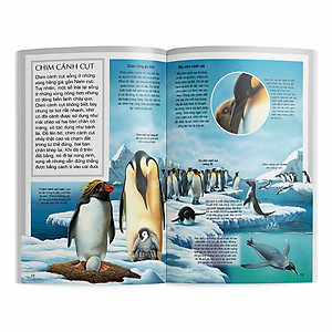 Sách Động Vật Vùng Cực