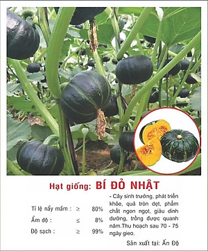 Hạt giống Bí đỏ Nhật da xanh đậm dẻo ngọt VTP148