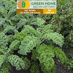 Hạt Giống Cải Xoăn Kale Greenhome, Gói 5g, Dễ Trồng Quanh Năm, Nảy Mầm Cao, Thu Hoạch Nhanh, Năng Suất Cao R16