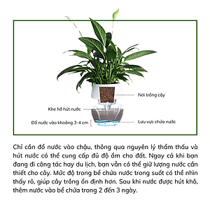 Chậu tự tưới MONROVIA I0 dành cho hoa, cây cảnh, trang trí nhà cửa, văn phòng