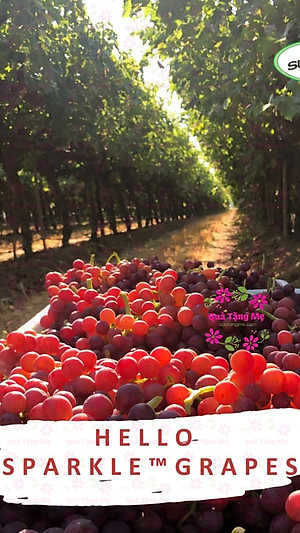 Nho khô Sunview Raisins Mỹ không hạt 3 màu giàu Vitamin khoáng chất, tốt cho tim mạch (425g/hộp) - QuaTangMe Extaste