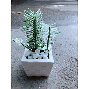 Cây Chân Rết - Cây cảnh mini + tặng phân bón cho cây