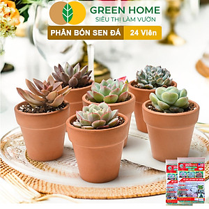 Phân Bón Sen Đá Greenhome, Gói 24 Viên, Kích Rễ, Lên Màu Chuẩn, Dùng Cho Cây Mọng Nước, Xương Rồng