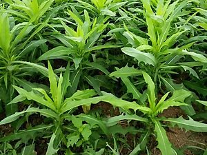 Trà bồ công anh sấy khô (200gr)