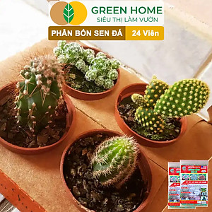 Phân Bón Sen Đá Greenhome, Gói 24 Viên, Kích Rễ, Lên Màu Chuẩn, Dùng Cho Cây Mọng Nước, Xương Rồng