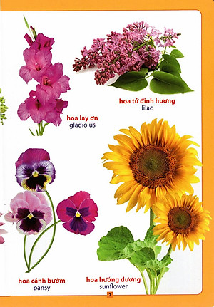 Sách Từ Điển Bằng Hình - Hoa, Quả, Rau, Củ