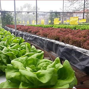 MIẾNG DÁN VÀNG BẪY CÔN TRÙNG NHẬP KHẨU ISRAEL DÙNG TRONG NÔNG NGHIỆP SẠCH NHƯ RAU THỦY CANH, RAU KHÍ CANH VÀ NÔNG NGHIỆP SẠCH (SET 20 ME2T DÀI). Kích thước ngang 0.18M x Dài 20M trải nghiệm